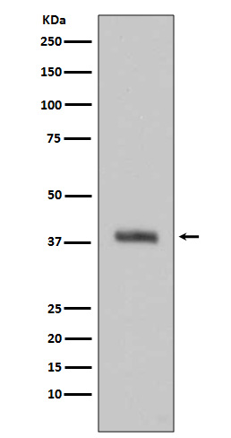 HtrA2 Rabbit mAb